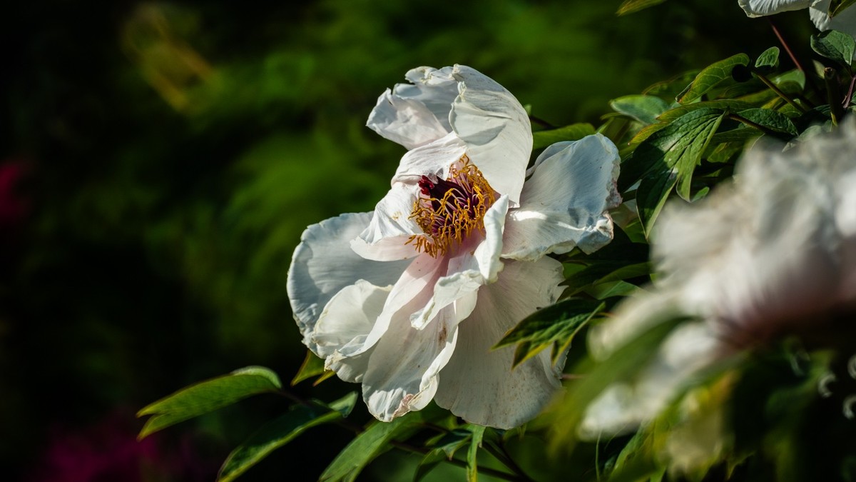 250504 ------ 牡 丹 （ 四 ）