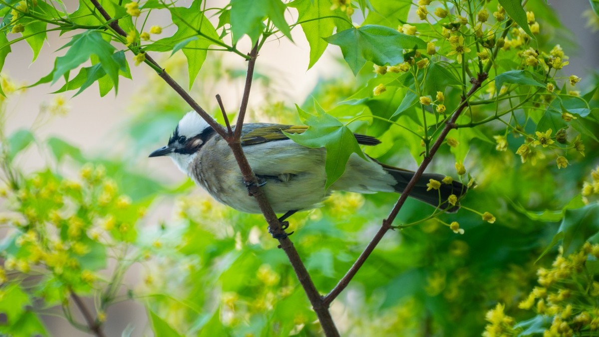 250504 ------ 牡 丹 （ 四 ）