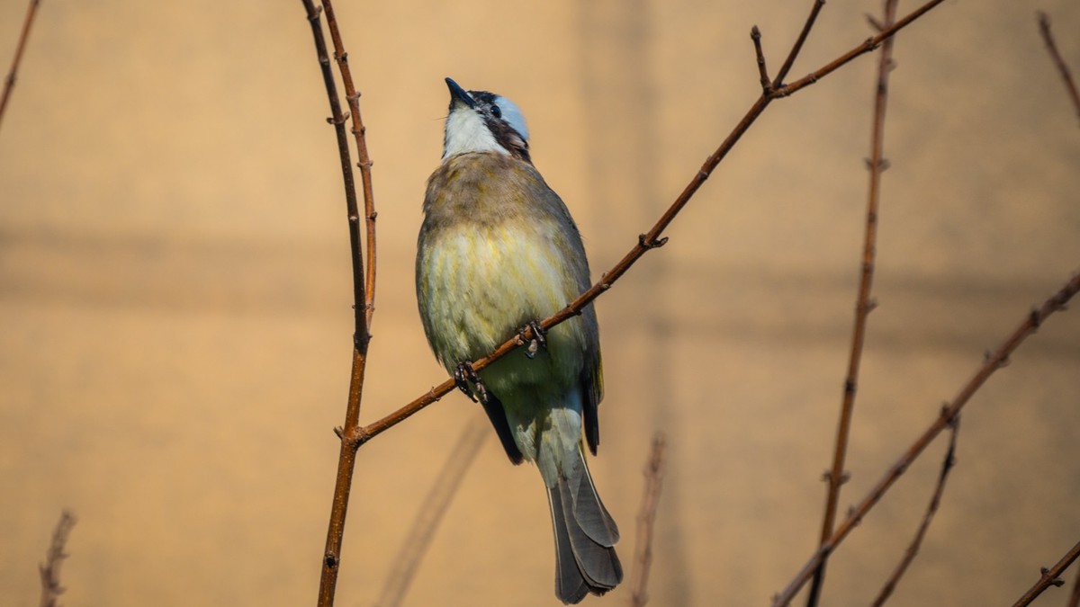 250504 ------ 牡 丹 （ 四 ）