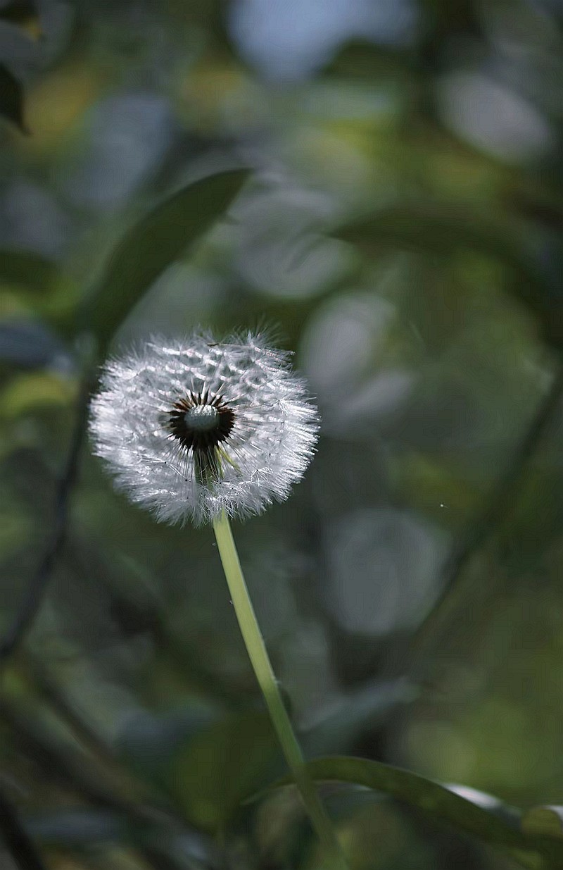 蒲公英