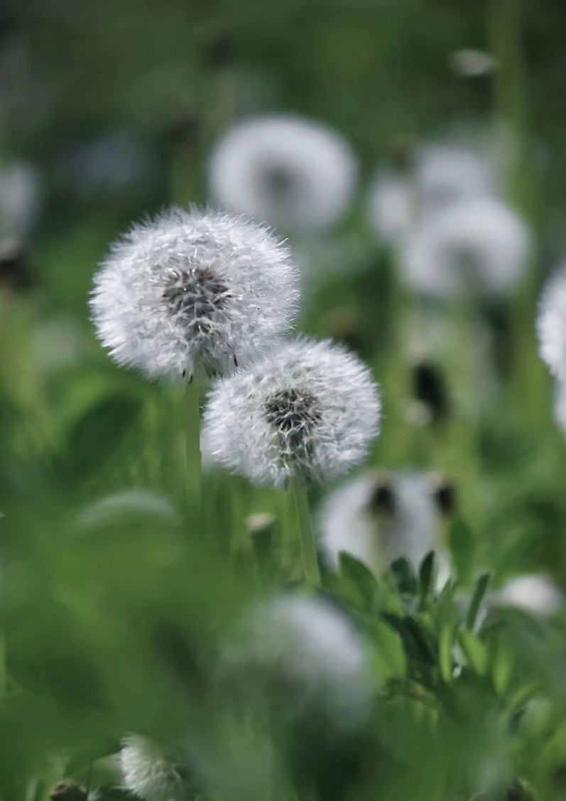 蒲公英