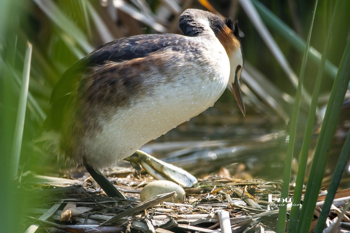 可爱的PI鹈（74）