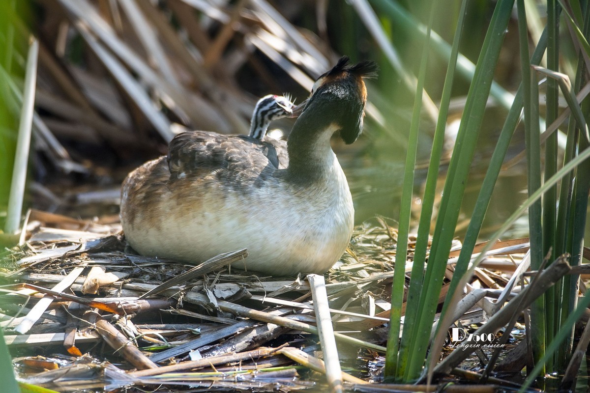 可爱的PI鹈（74）