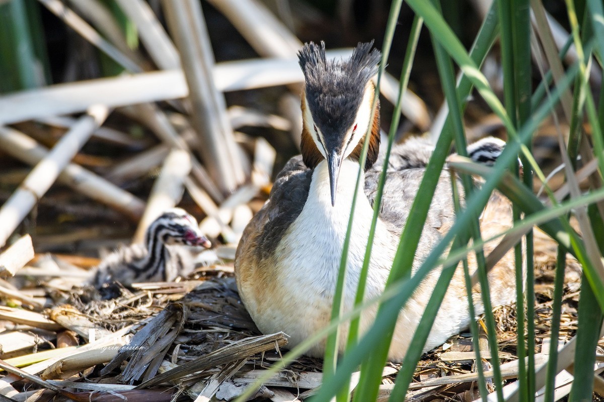 可爱的PI鹈（74）