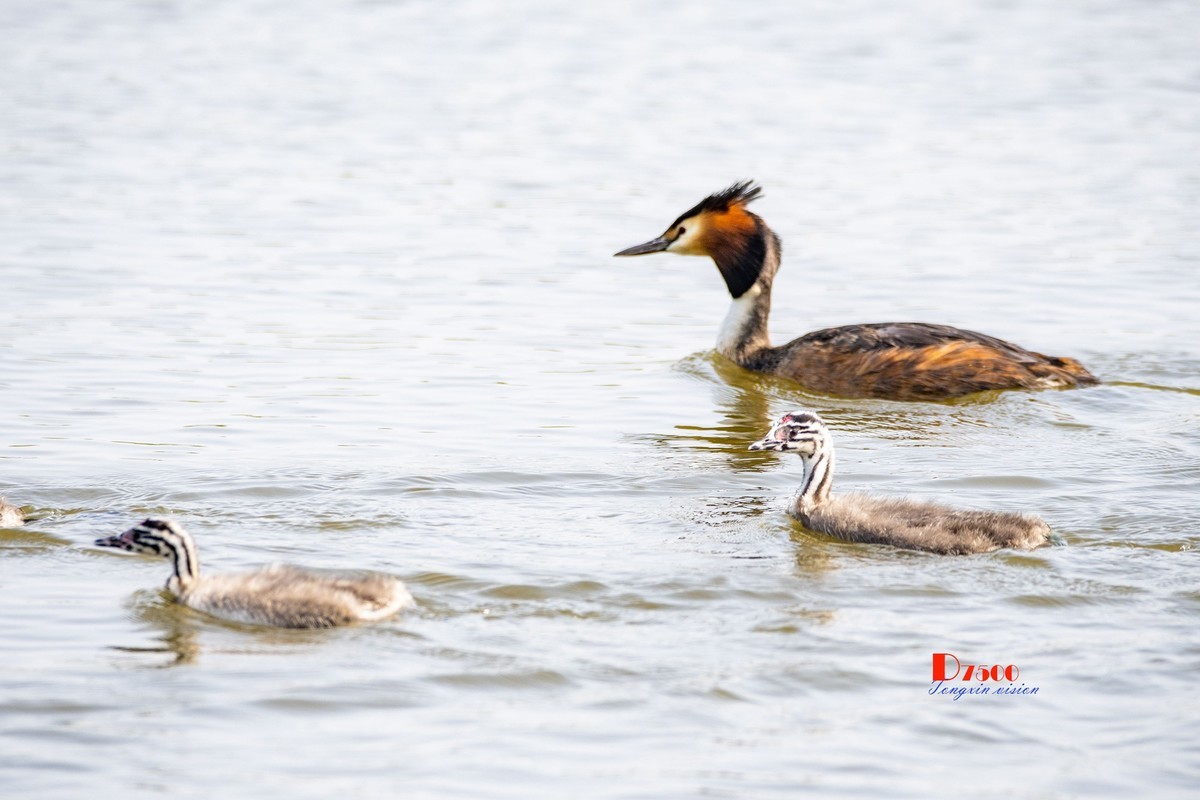 可爱的PI鹈（74）