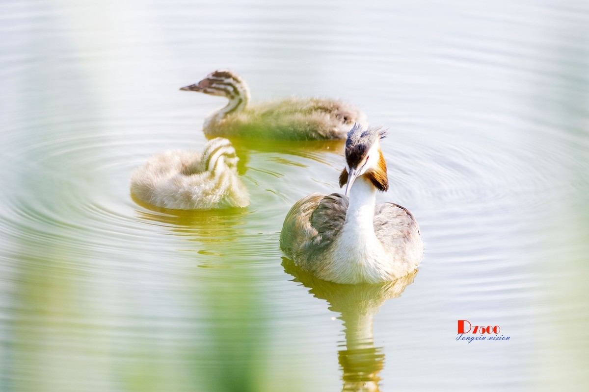 可爱的PI鹈（74）