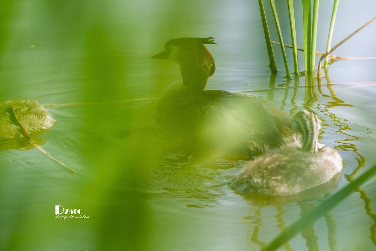 可爱的PI鹈（74）