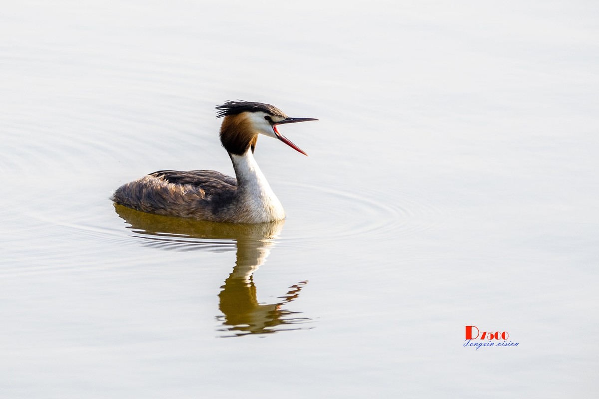 可爱的PI鹈（74）