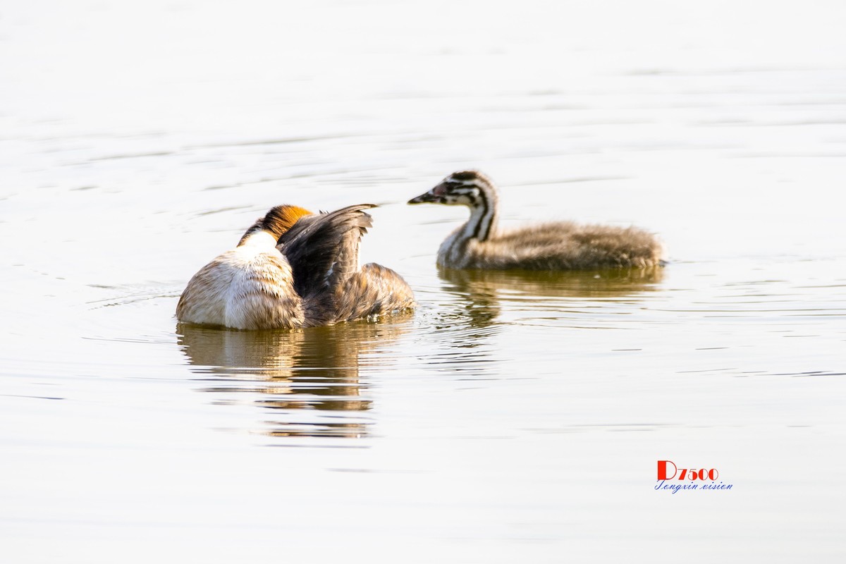 可爱的PI鹈（74）