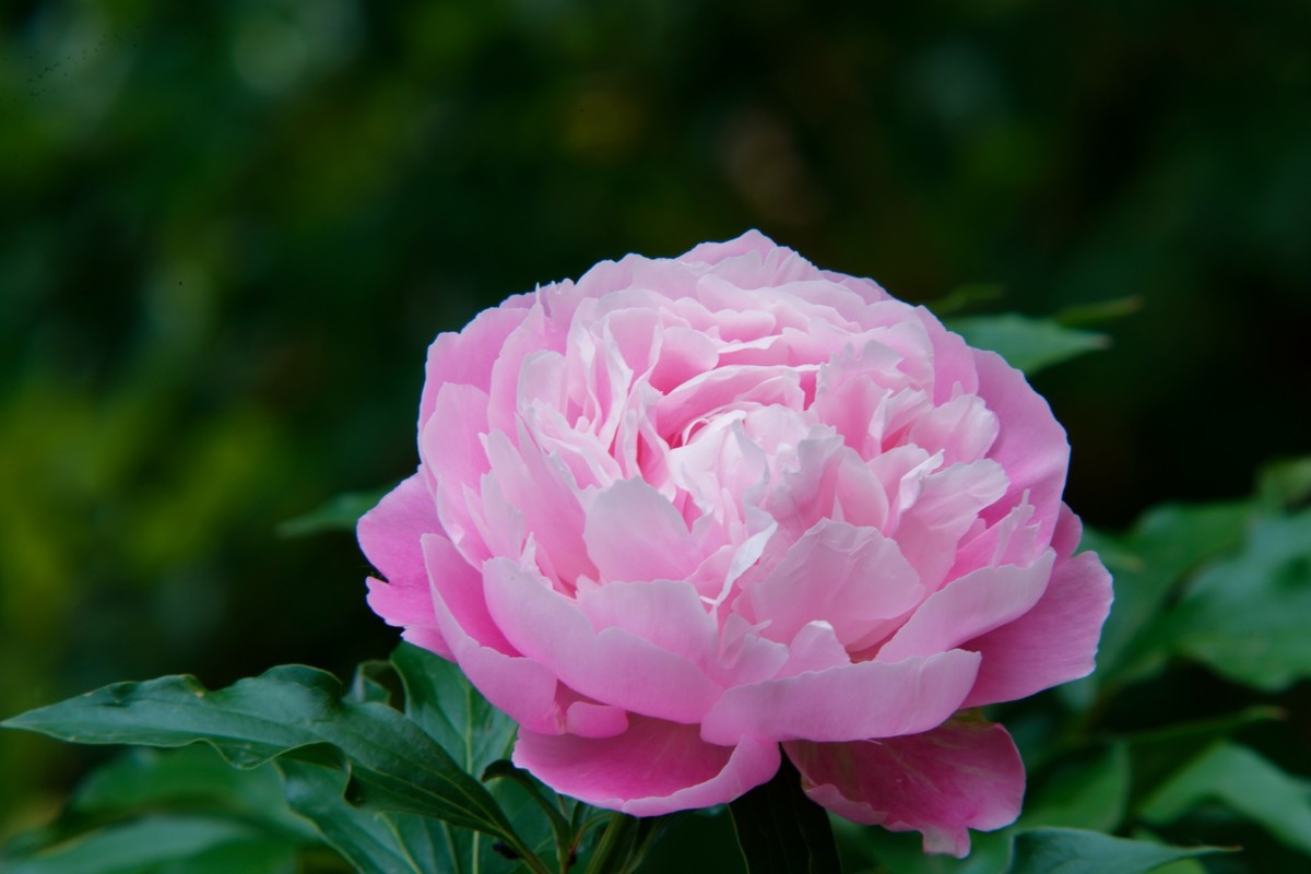 芍药随拍