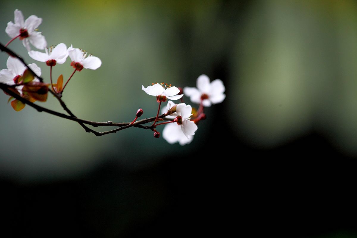 兰芽玉茁争妍（二）