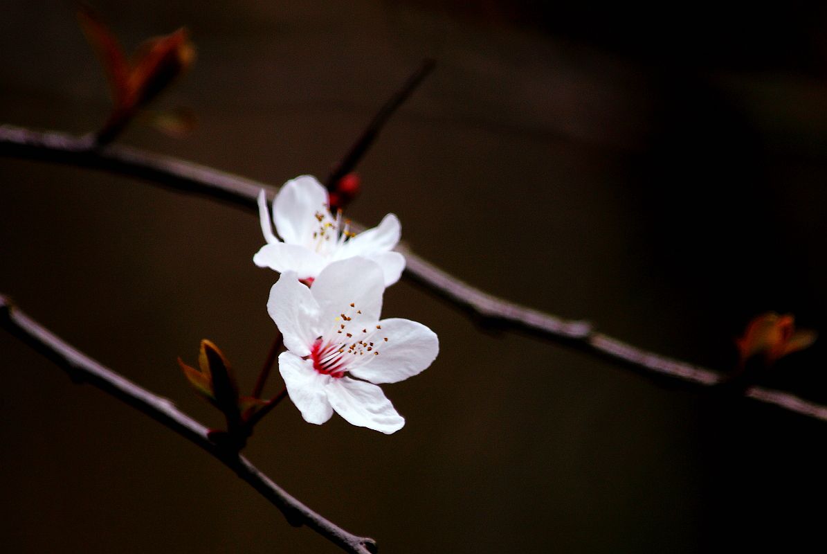 兰芽玉茁争妍（二）
