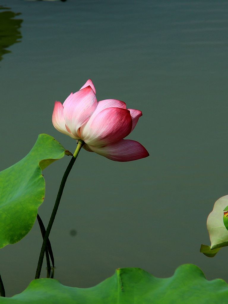 生态园荷花