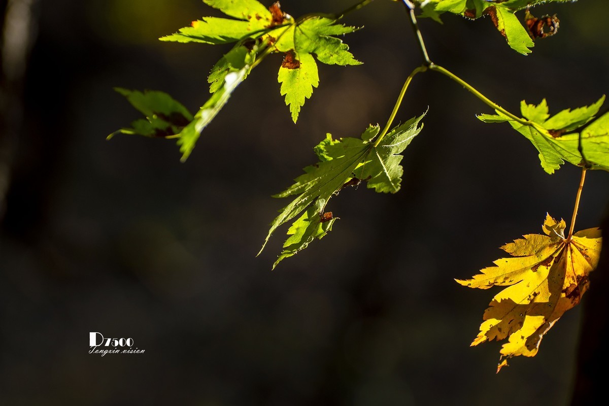 #留住美丽秋天# ——秋枫