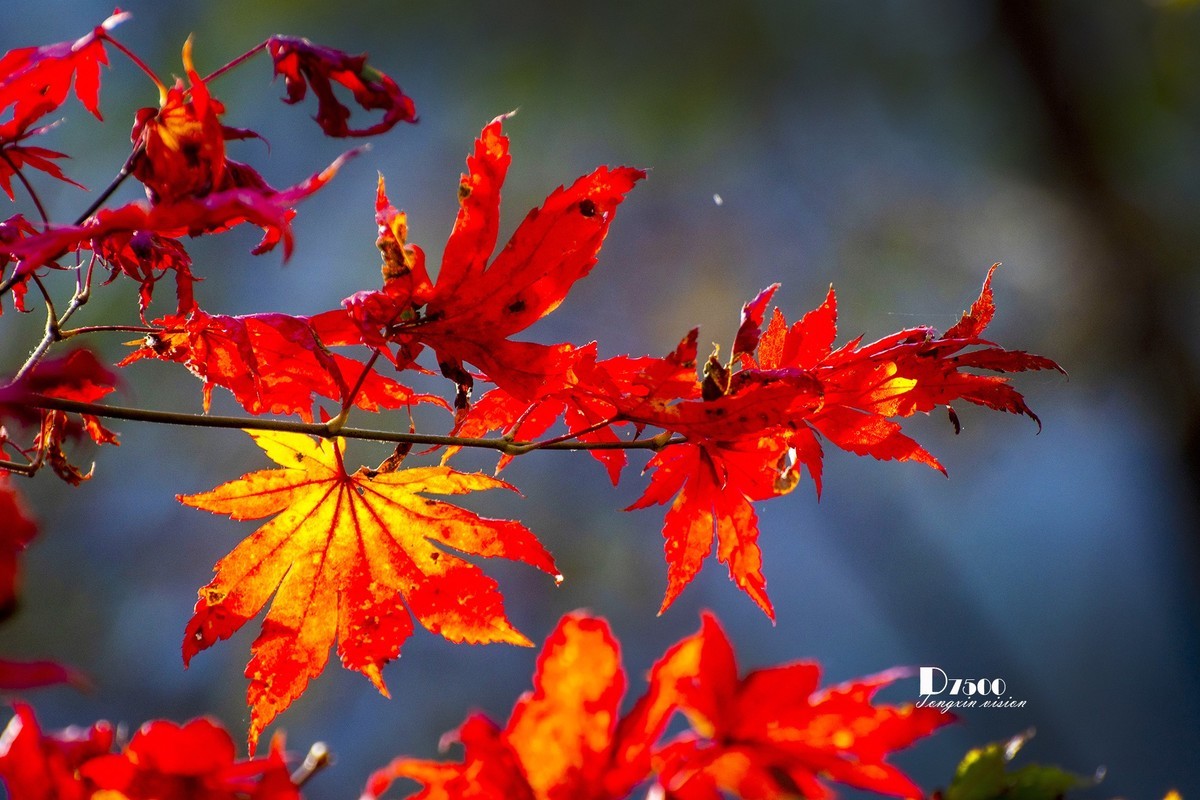 #留住美丽秋天# ——秋枫