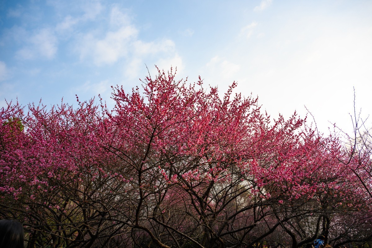 Z7II首拍-橘子洲看梅花