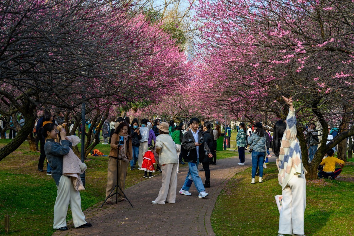 Z7II首拍-橘子洲看梅花