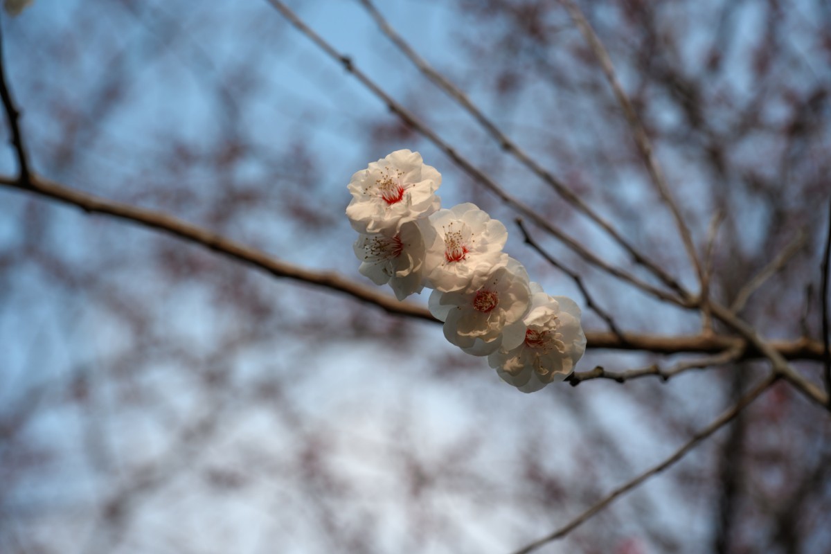 Z7II首拍-橘子洲看梅花