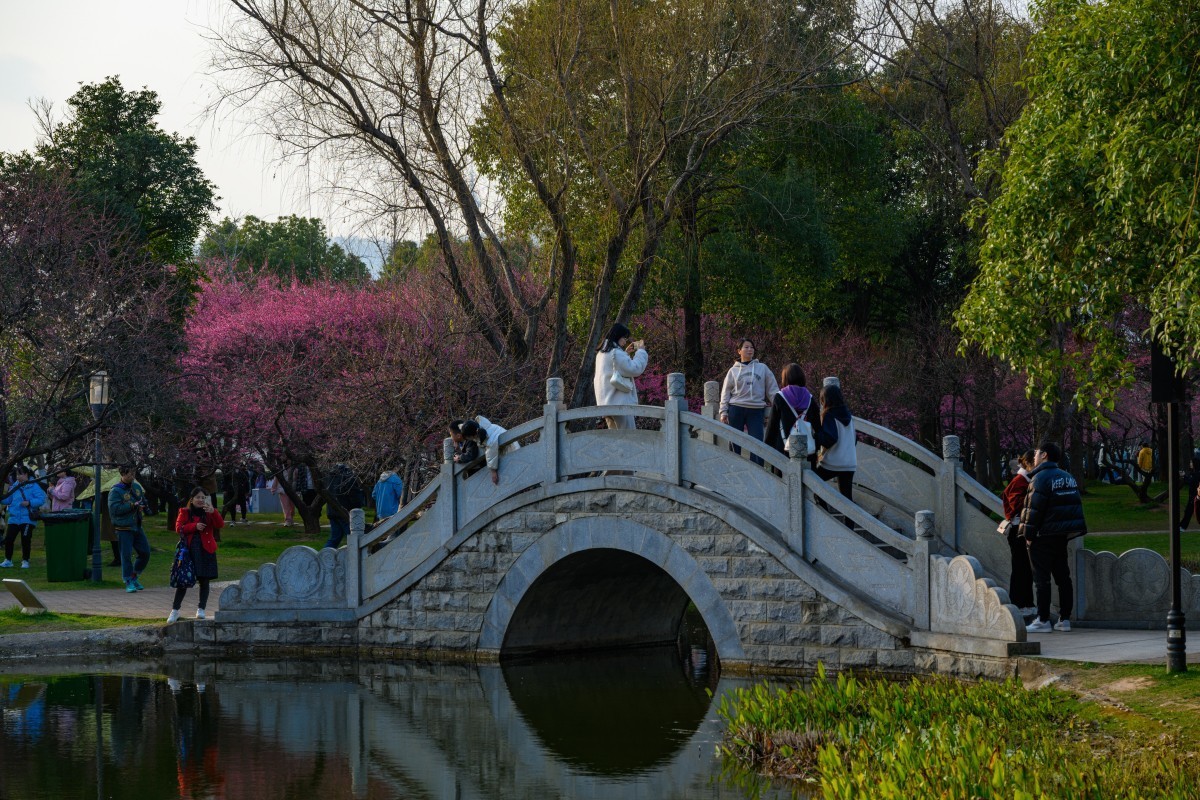Z7II首拍-橘子洲看梅花