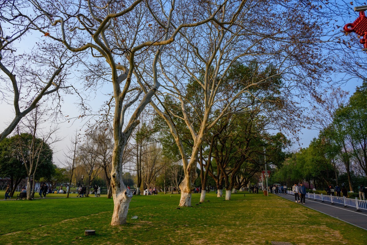 Z7II首拍-橘子洲看梅花