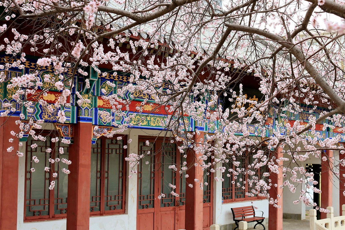 2023红墙灰瓦映桃红