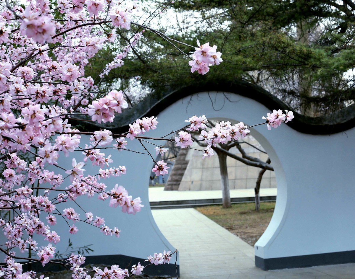 2023红墙灰瓦映桃红