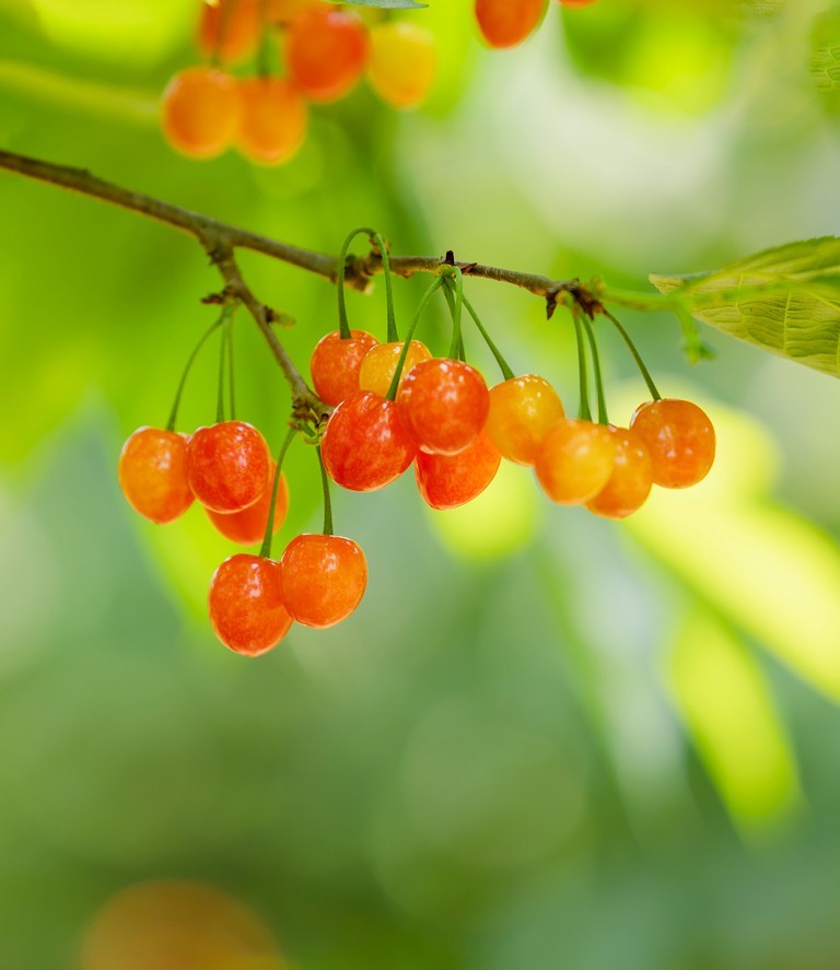 红红的樱桃似玛瑙