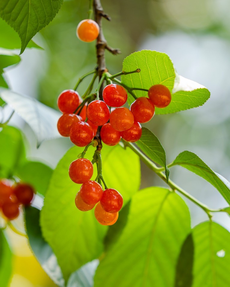 红红的樱桃似玛瑙