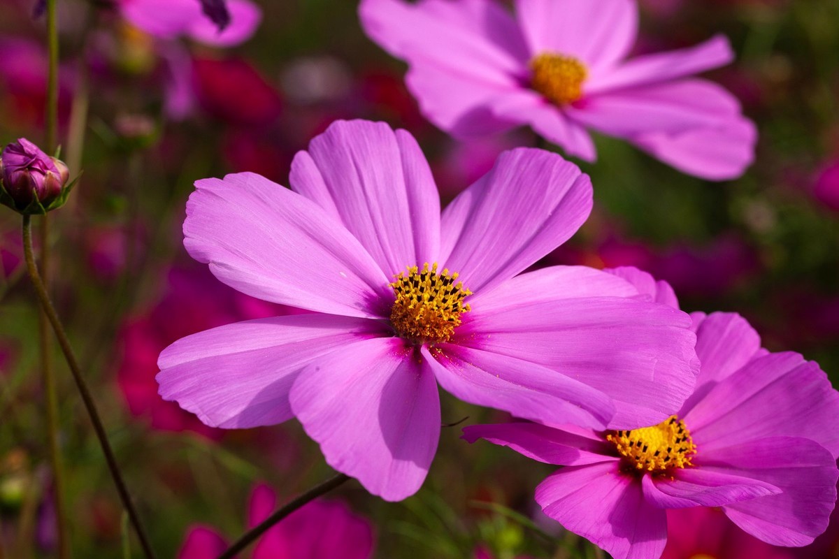 花开正艳