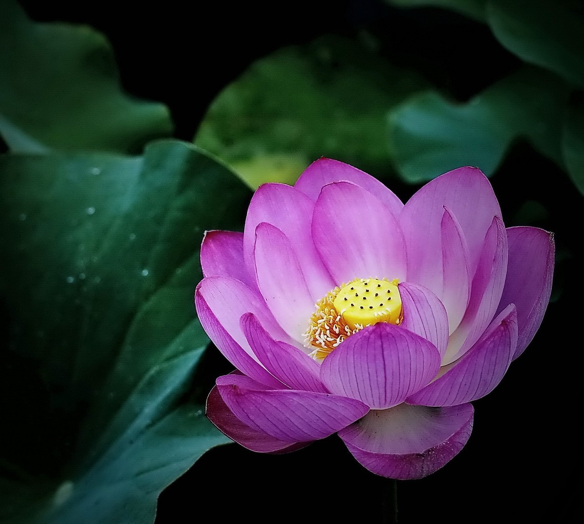 本溪聚丰园---荷花