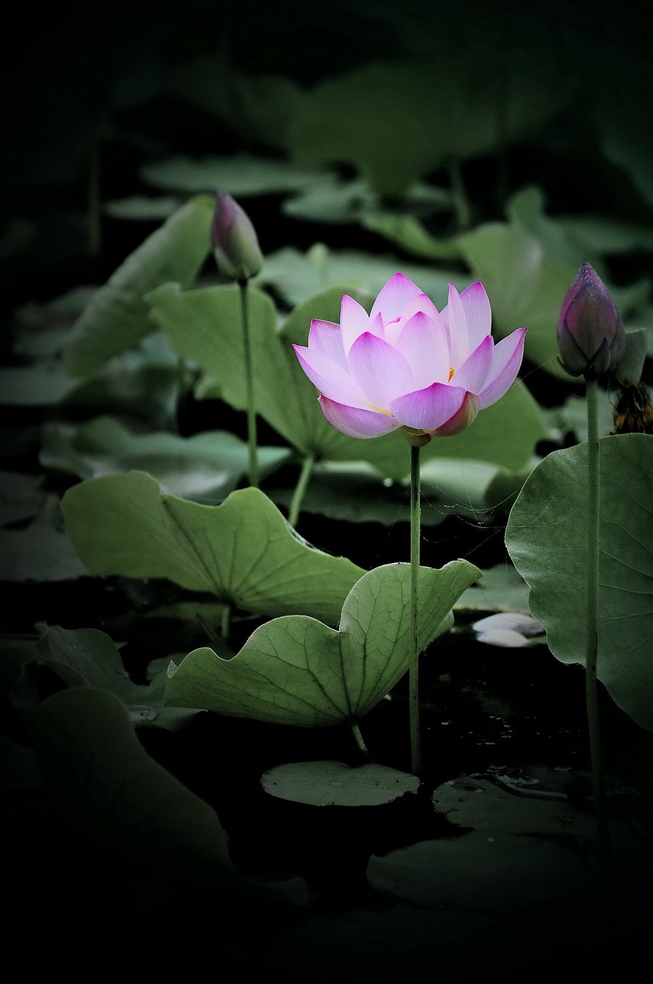 本溪聚丰园---荷花