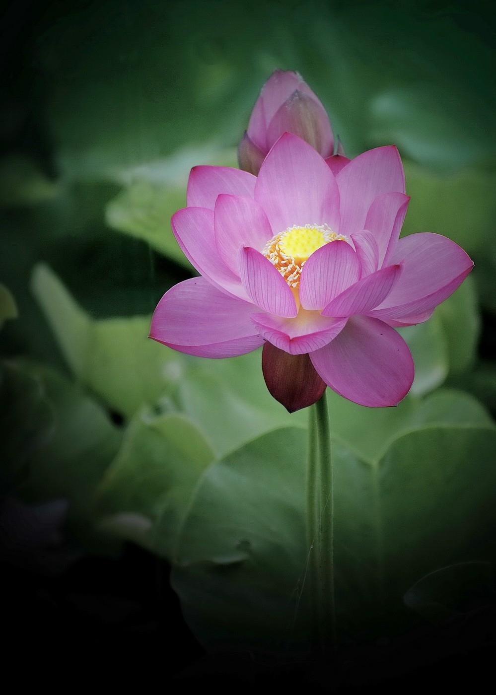 本溪聚丰园---荷花