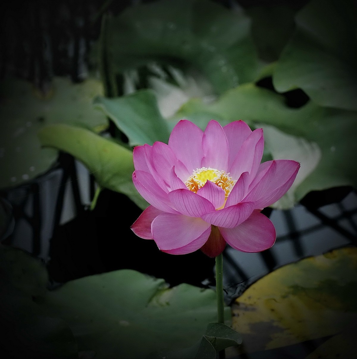 本溪聚丰园---荷花