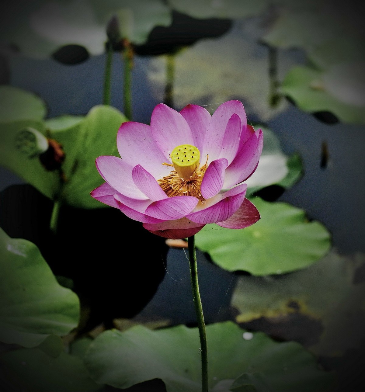 本溪聚丰园---荷花