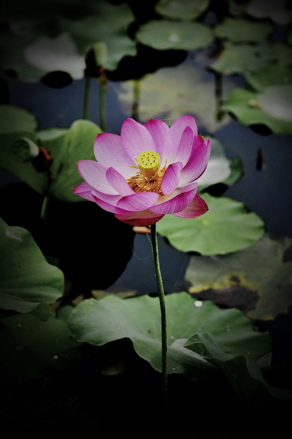 本溪聚丰园---荷花