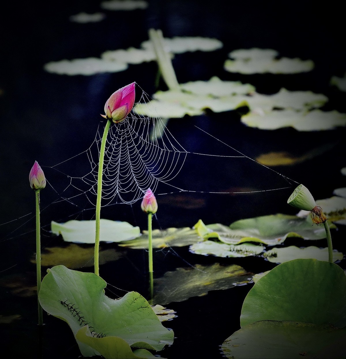 本溪聚丰园---荷花