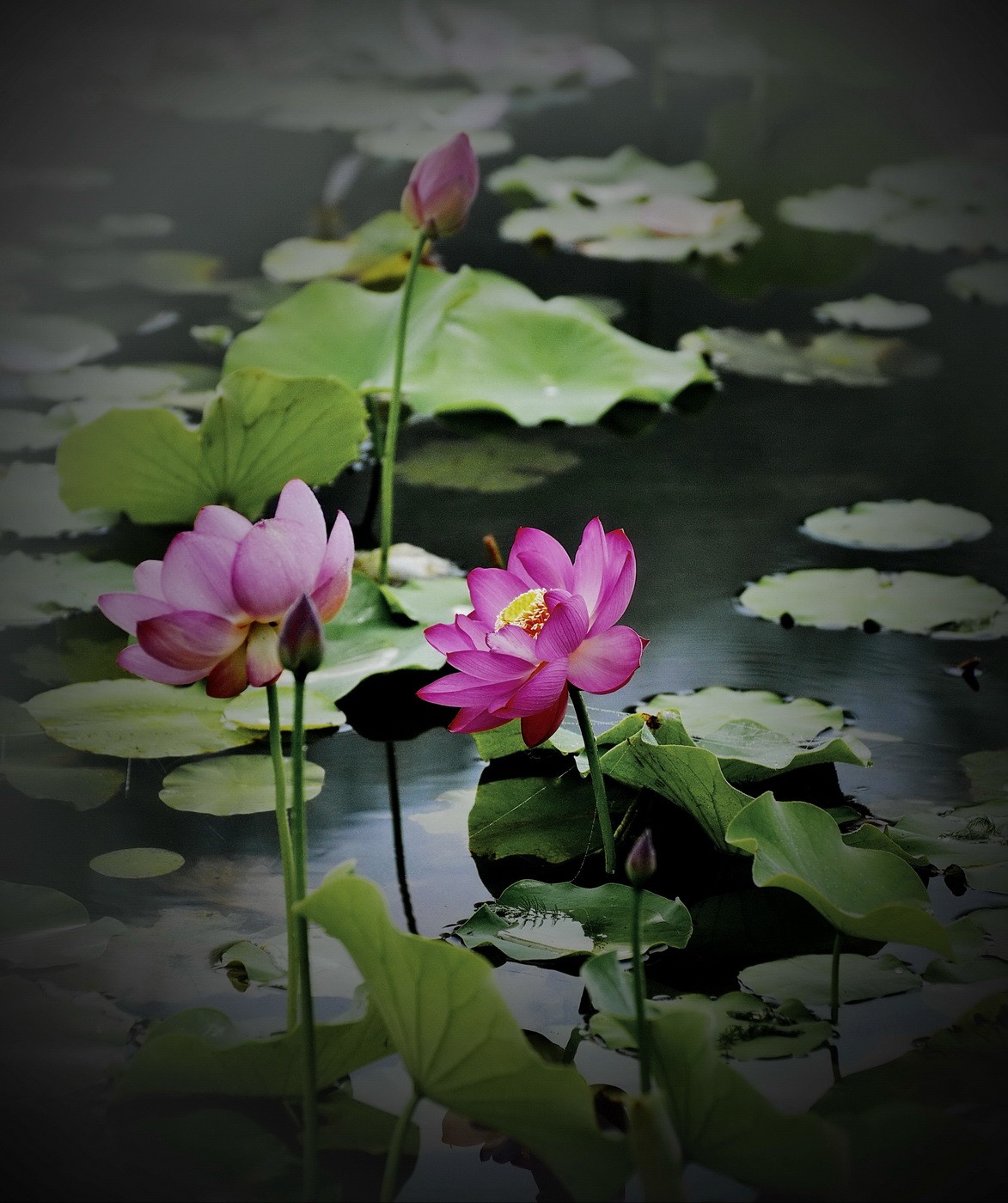 本溪聚丰园---荷花