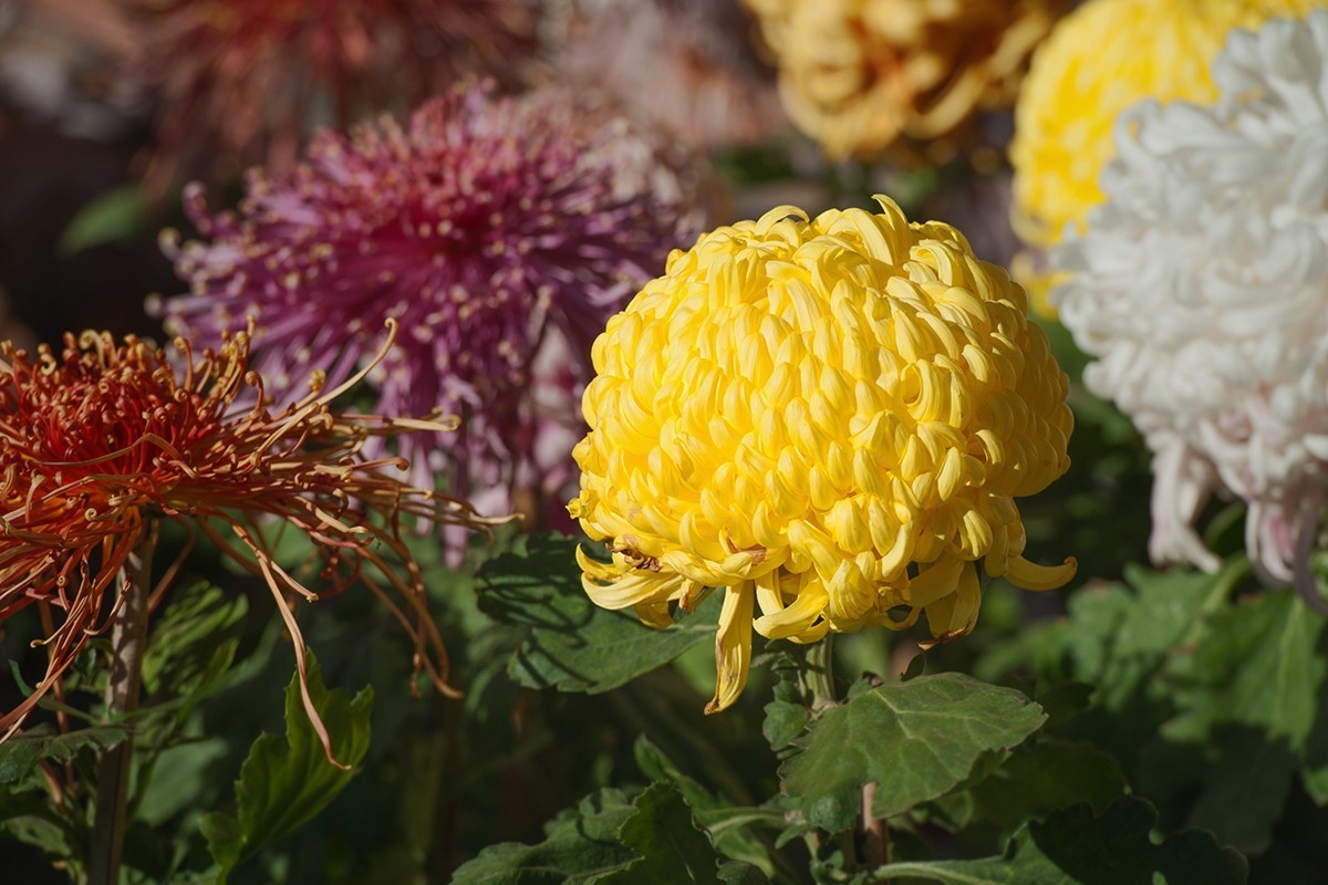 送展的菊花展品