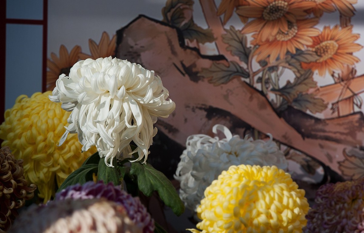 送展的菊花展品