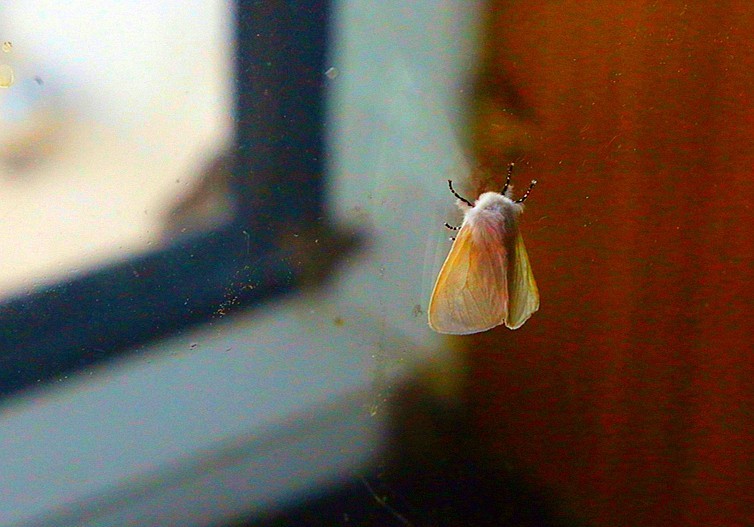 《不老松：纪实摄影》驰骋呼伦贝尔之7我们的驻地：兴月宾舘蛾满为患！ (3)