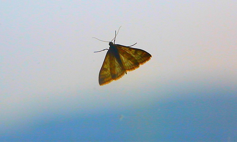 《不老松：纪实摄影》驰骋呼伦贝尔之7我们的驻地：兴月宾舘蛾满为患！ (3)