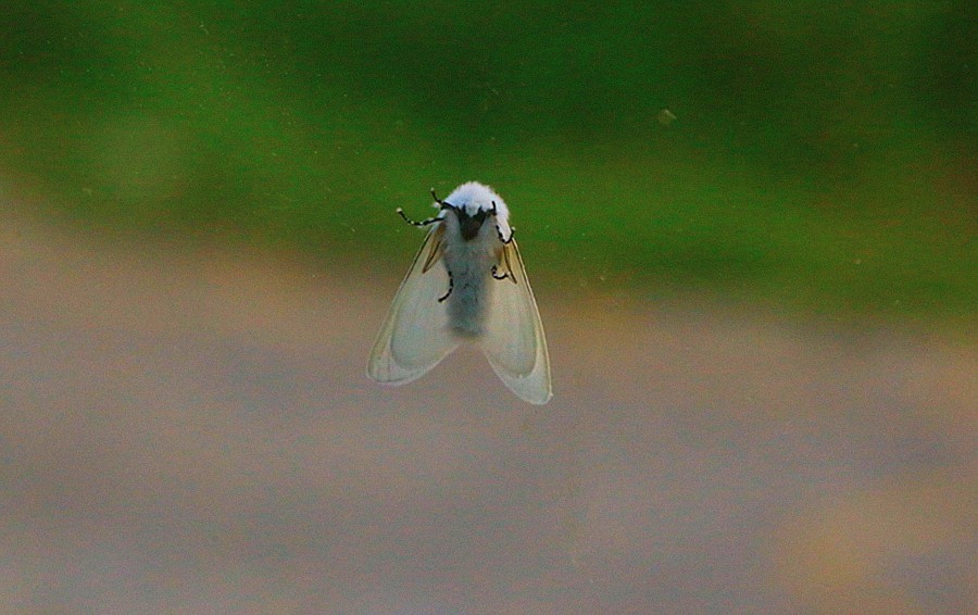 《不老松：纪实摄影》驰骋呼伦贝尔之7我们的驻地：兴月宾舘蛾满为患！ (3)