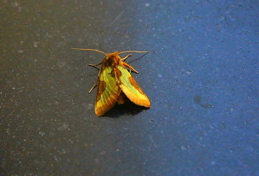 《不老松：纪实摄影》驰骋呼伦贝尔之7我们的驻地：兴月宾舘蛾满为患！ (3)