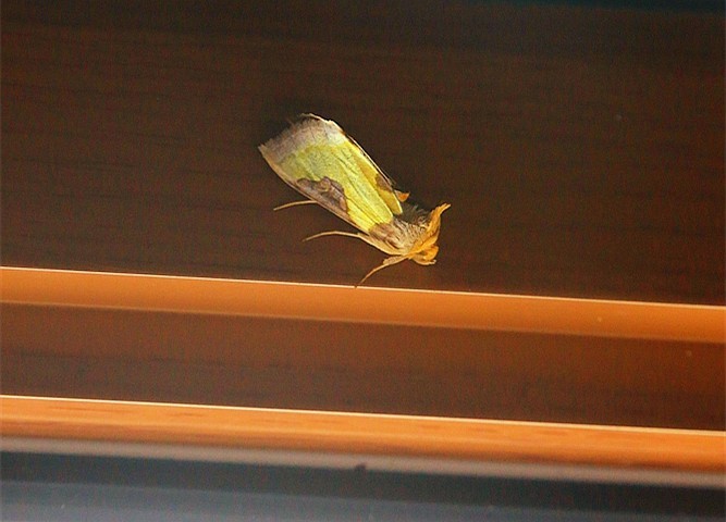 《不老松：纪实摄影》驰骋呼伦贝尔之7我们的驻地：兴月宾舘蛾满为患！ (3)