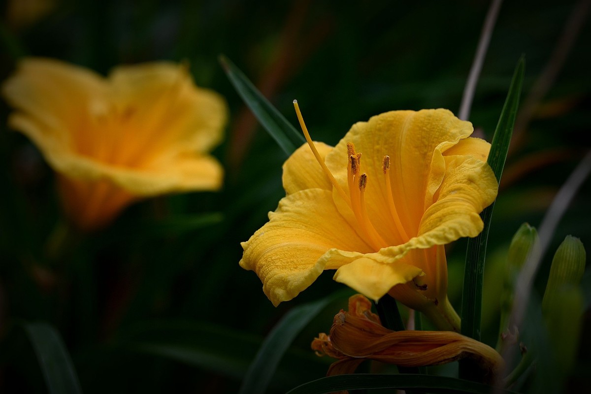 金灿灿的金娃娃