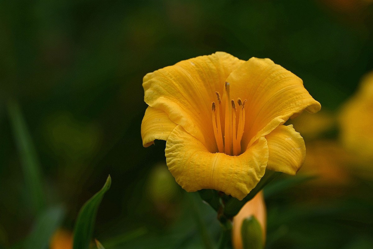 金灿灿的金娃娃