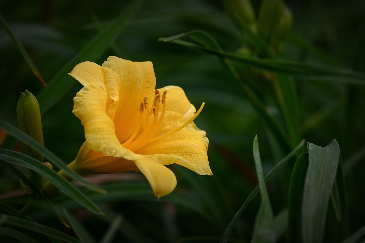 金灿灿的金娃娃