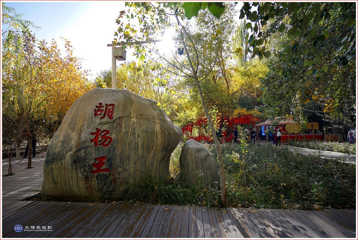 2024-（205）泽普金胡杨林公园（一）