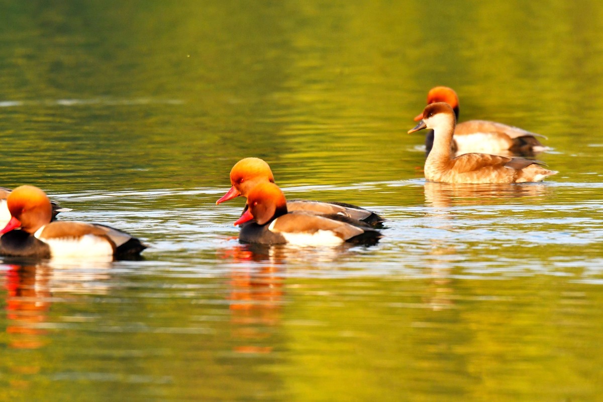 锦城湖的赤嘴潜鸭