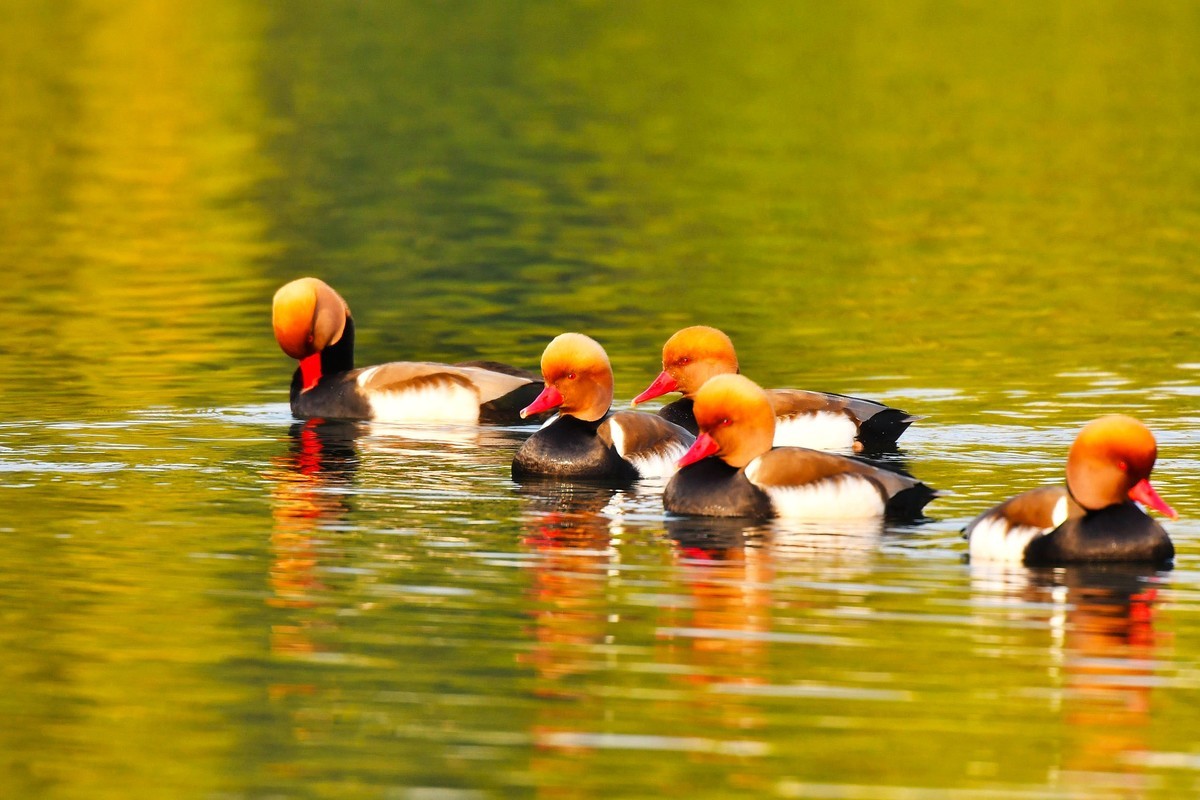 锦城湖的赤嘴潜鸭